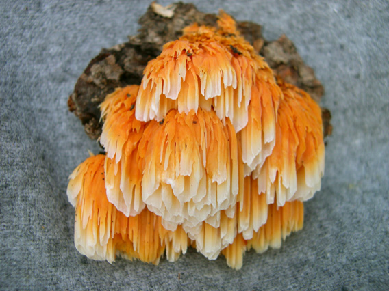 Pycnoporellus alboluteus